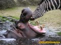 Мемы фотоприколы прикольные картинки 1471877105_0036.jpg