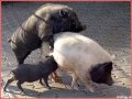 Мемы фотоприколы прикольные картинки 1471877105_0169.jpg