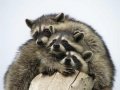 Мемы фотоприколы прикольные картинки 1471877257_1010.jpg
