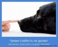 Мемы, добрые картинки, позитивные, прикольные, мотиваторы 1502210277_424.jpg