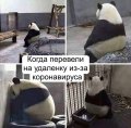Мемы дистанционка самоизоляция 1589194249_mem-distanchonka-14.jpg